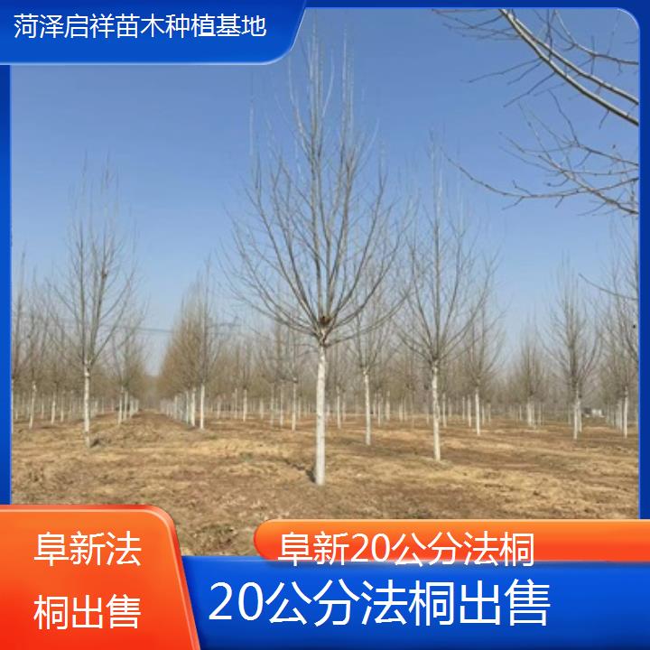 阜新20公分法桐出售-2025榜单一览