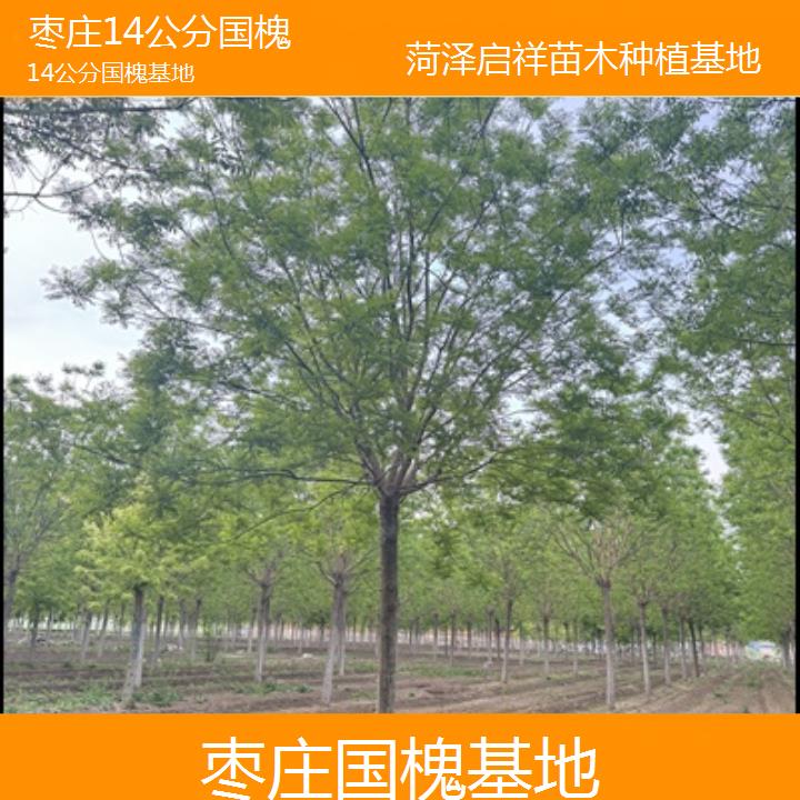 枣庄14公分国槐基地-2025榜单一览