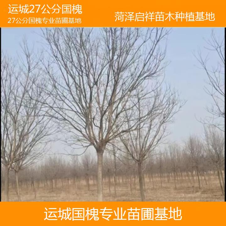 运城27公分国槐专业苗圃基地-2025榜单一览