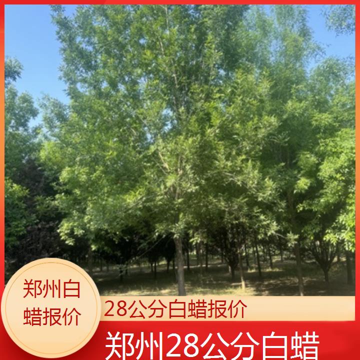 郑州28公分白蜡报价-2025榜单一览