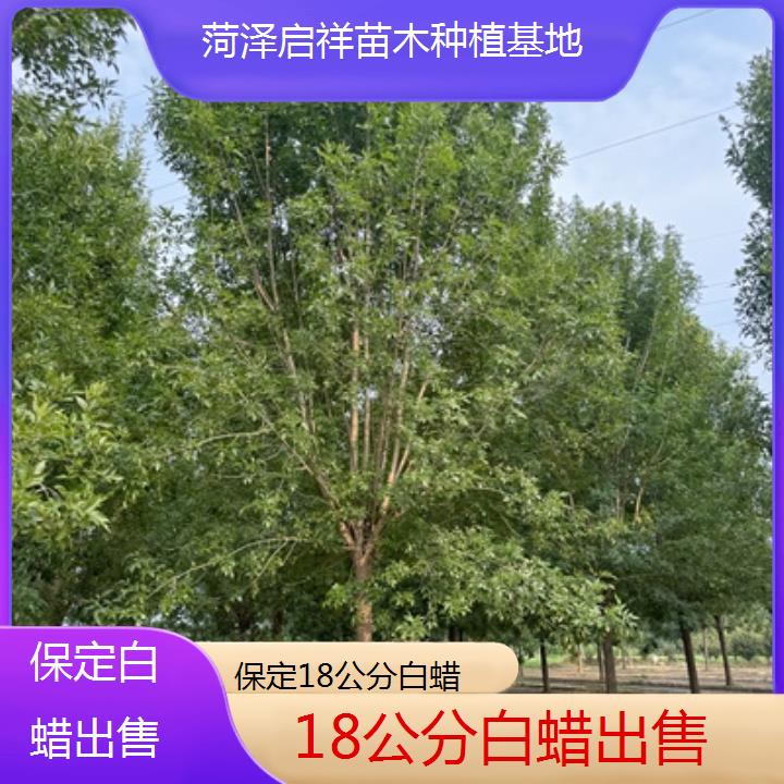 保定18公分白蜡出售-2025榜单一览