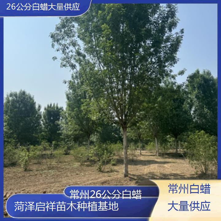 常州26公分白蜡大量供应-2025榜单一览