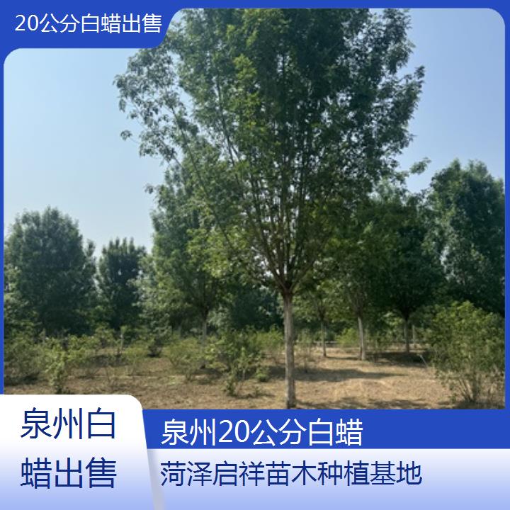 泉州20公分白蜡出售-2025榜单一览