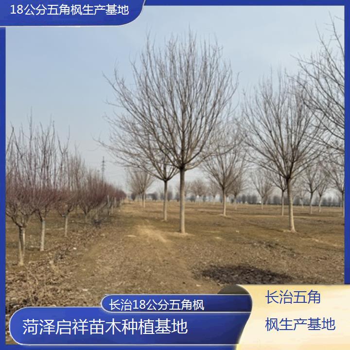 长治18公分五角枫生产基地2025榜单一览