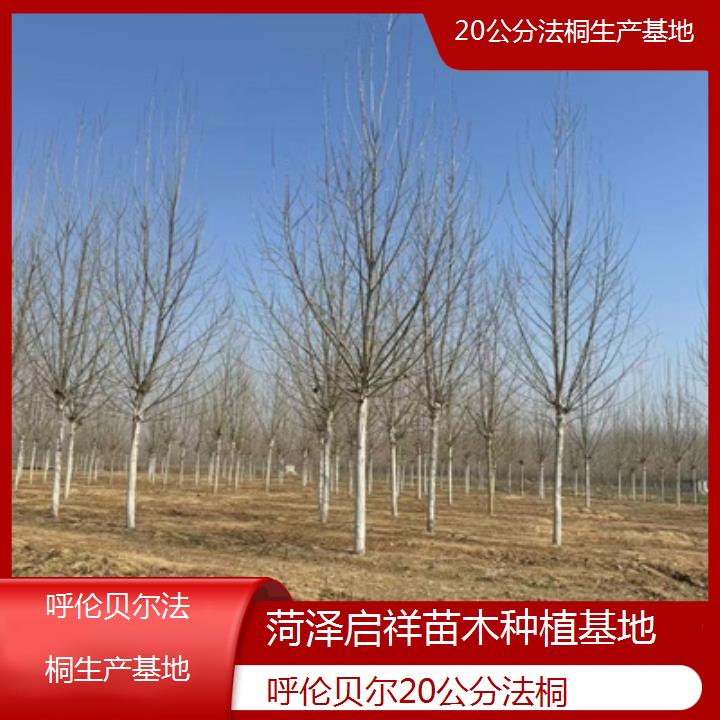 呼伦贝尔20公分法桐生产基地-2025榜单一览