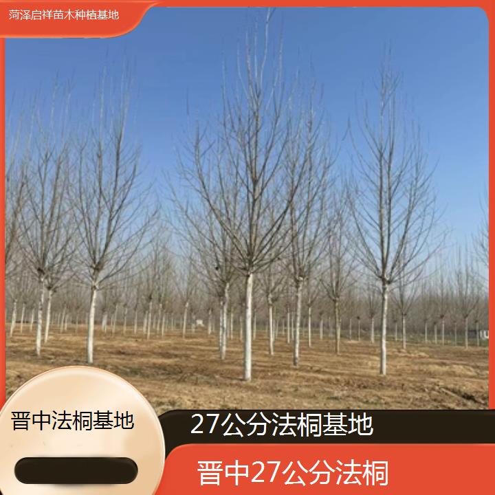 晋中27公分法桐基地-2025榜单一览