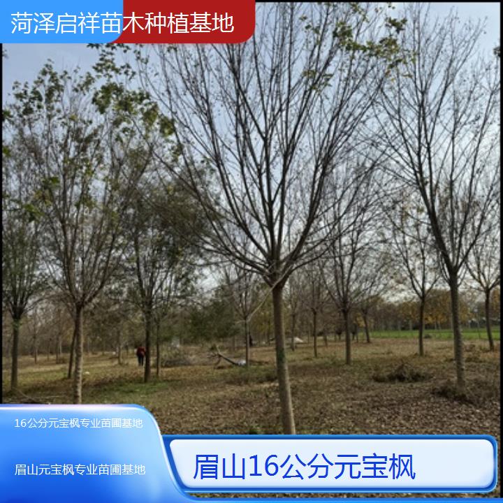 眉山16公分元宝枫专业苗圃基地-2025榜单一览